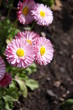 Foto: Blumen in Nahaufnahme Blumen in Nahaufnahme