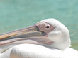 Portrait Pélican Blanc
