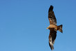 aigle