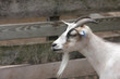 Goat