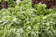 Green leaf lettuce display