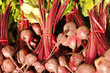Red beets with tops, horizontal