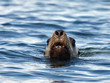 Sea Lion Head