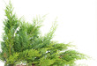 Evergreen thuja Evergreen thuja