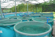 Agriculture aquaculture farm Agriculture aquaculture farm