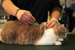 vaccination du chat british shorthair