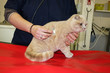 auscultation d'un chat par le vétérinaire