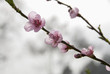 some peach blossoms in a focus