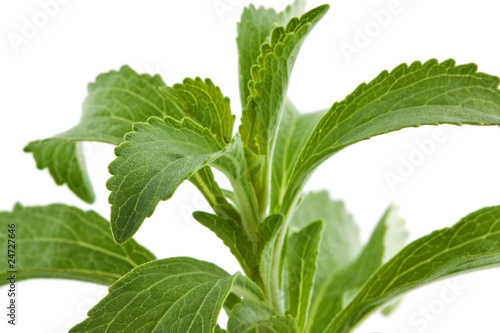 Photo: Süßkraut - Stevia rebaudiana Süßkraut - Stevia rebaudiana