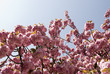 cherry blossom with blue sky
