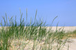 Dünen