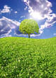 summer landscape