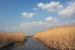 Jungles of reed on shore