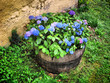hortensia bleu