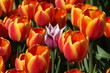 One pink tulip among the red tulips - be different