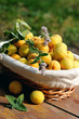 basket of apricots and mint