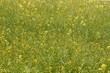canvas print picture Blumenwiese