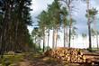 FOREST HARVESTERS