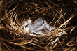 Birds nest