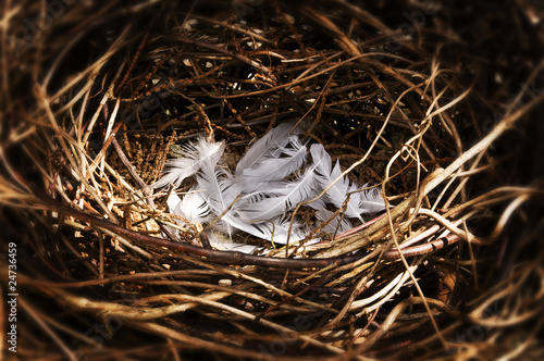 Photo: Birds nest Birds nest