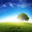 Fresh Grass Meadow and Tree Fresh Grass Meadow and Tree