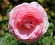 Foto: rosa rose rosa rose