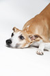 Whippet