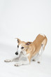 Whippet