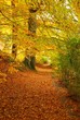 Herbstwald