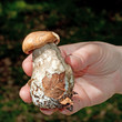 Birkenrotkappe - Leccinum testaceoscabrum