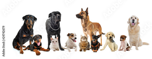 Photo: animaux de compagnie animaux de compagnie