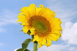 Flower of sunflower on a background of the blue sky Flower of sunflower on a background of the blue sky