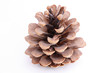 pomme de pin 5