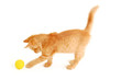kitten funny red catch ball isolated on white background