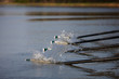 Skulls tauchen ins Wasser ein