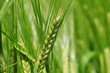 Gerste - Wassertropfen