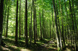Foto: Forest in Sunlight Forest in Sunlight