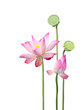 lotus flower and seedpod