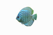 Blue Discus Tropical Aquarium Fish 1