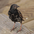 Starling on the prowl