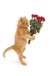 kitten catch ball