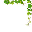 Fresh grpevine border Fresh grpevine border