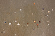 Muscheln am Strand