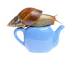 Snail on teapot