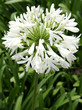 Agapanthe, Agapanthus, Tubéreuse blanche, Lis du Nil