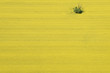 campo giallo