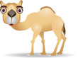 Camel Camel