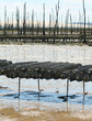 parc à huître - cap ferret