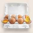 boite à oeufs et poussin boite à oeufs et poussin