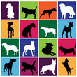 dog set